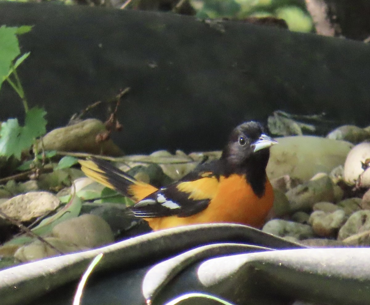 Baltimore Oriole - Katherine Wychulis