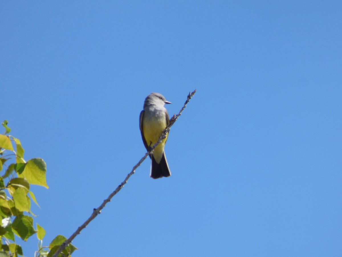 Western Kingbird - ML619414394