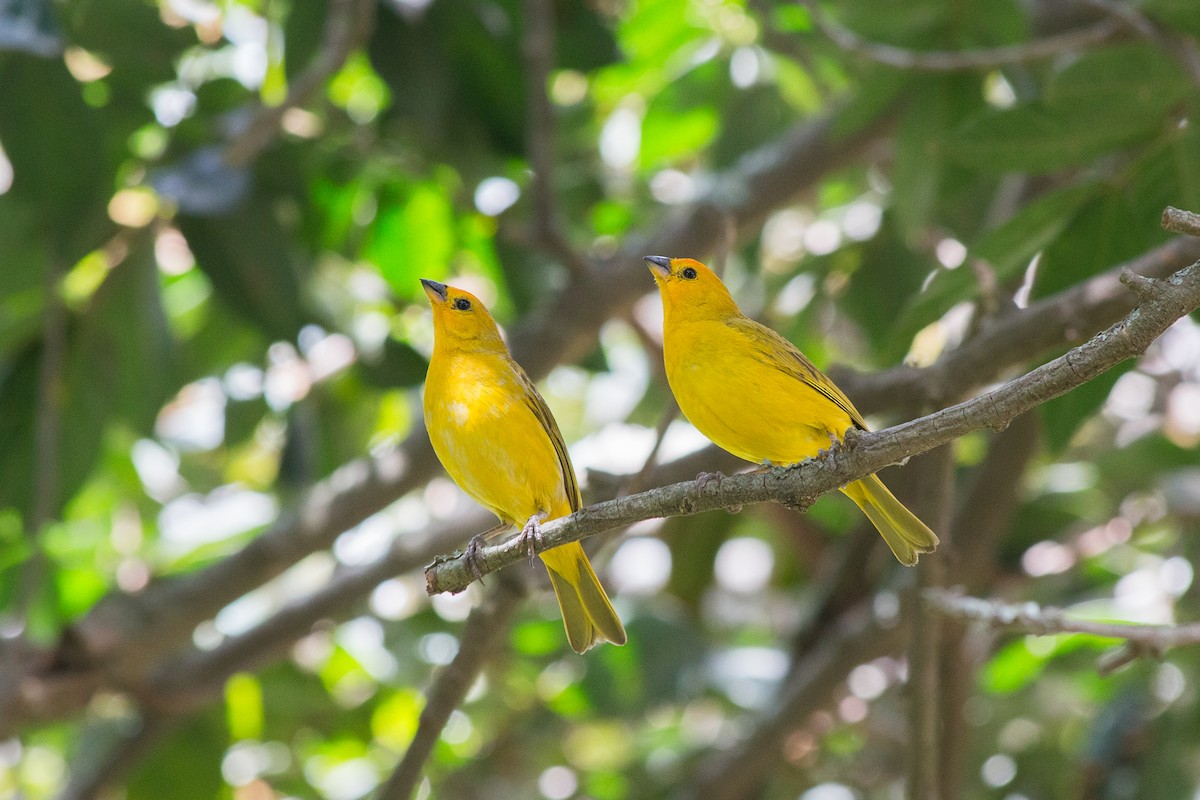 Saffron Finch - Nancy Davis