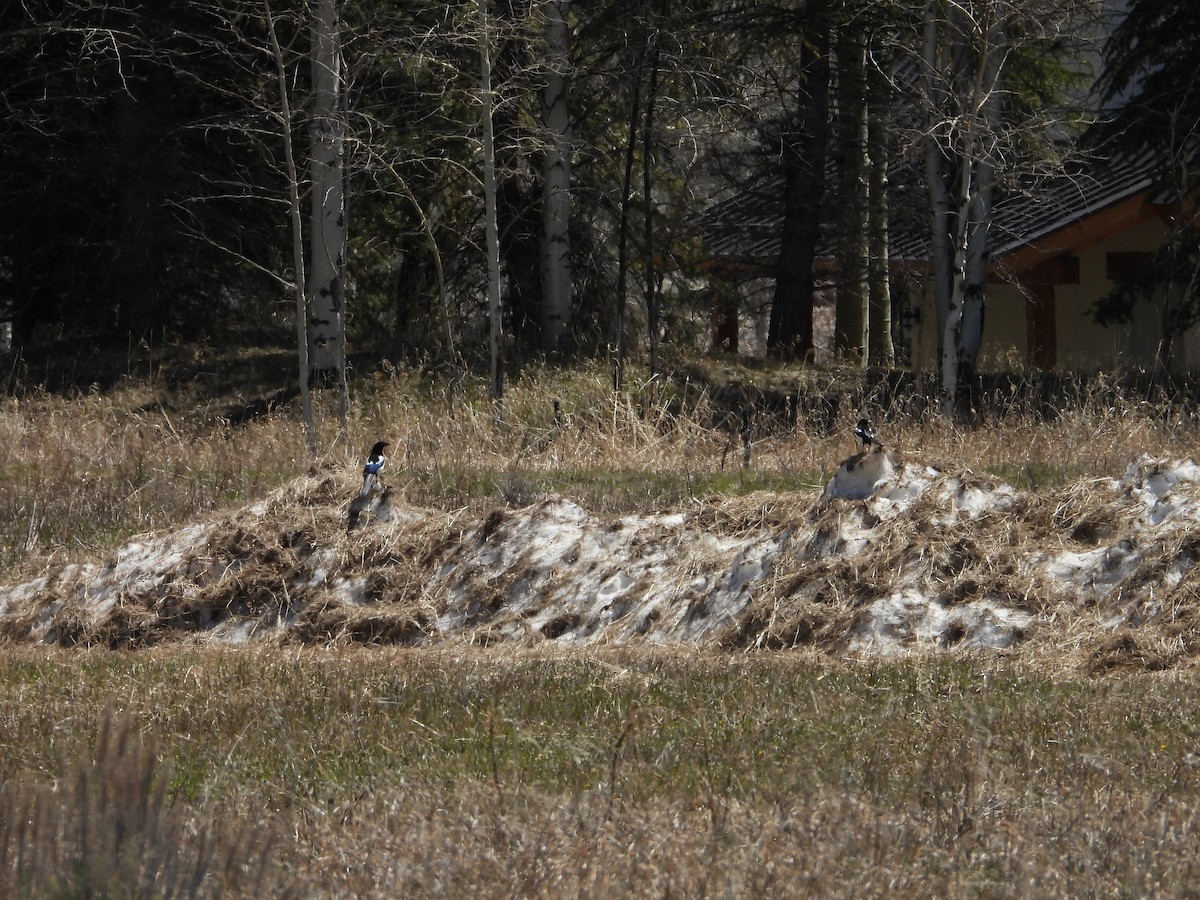 Black-billed Magpie - ML619414400