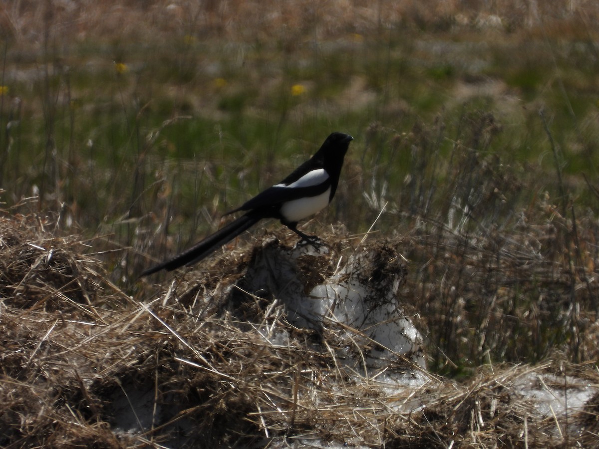 Black-billed Magpie - ML619414401