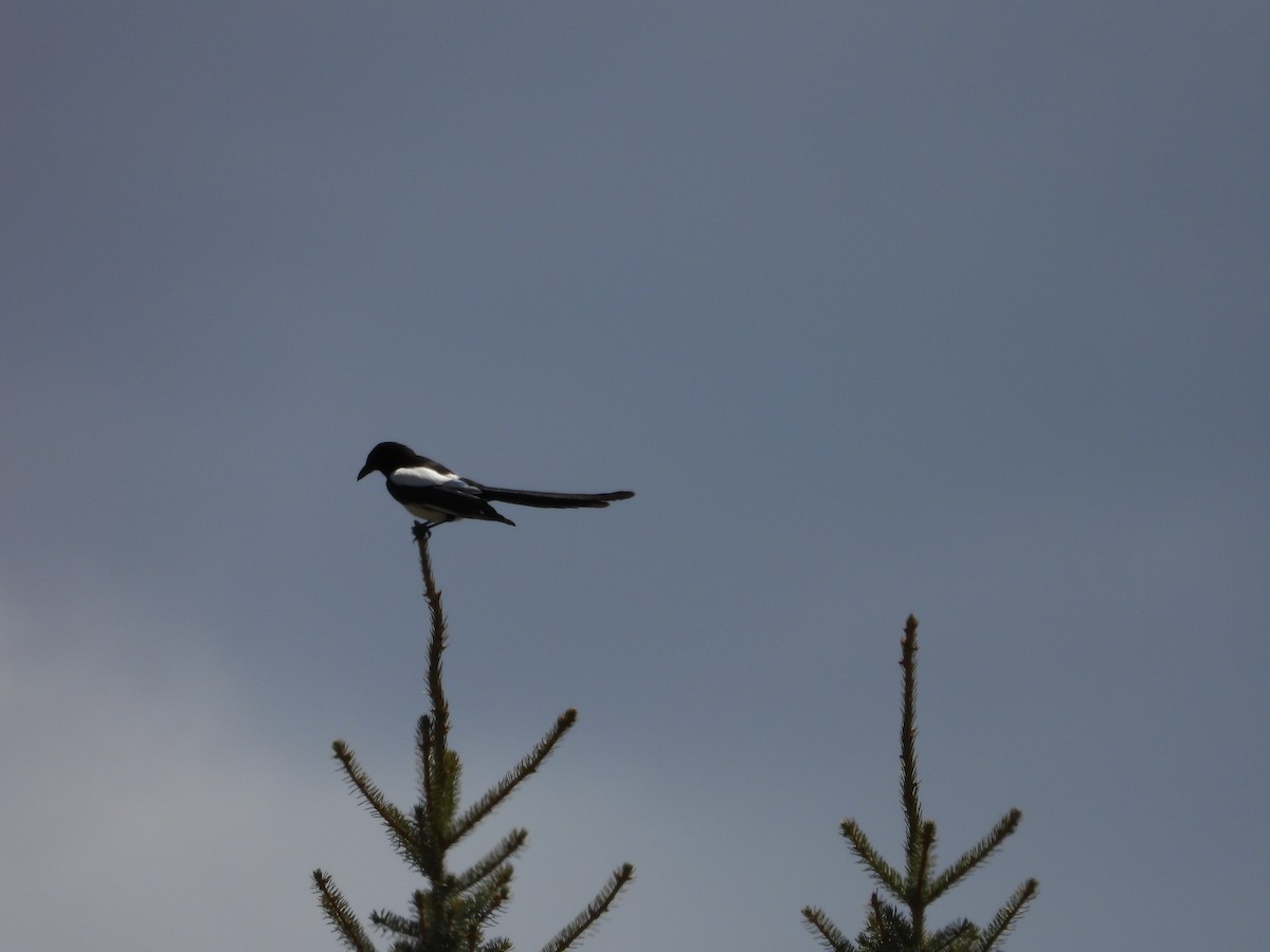 Black-billed Magpie - ML619414404