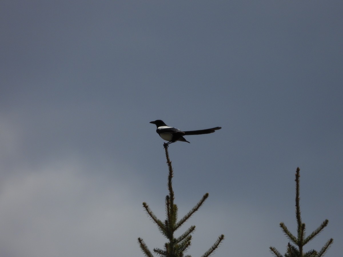 Black-billed Magpie - ML619414405