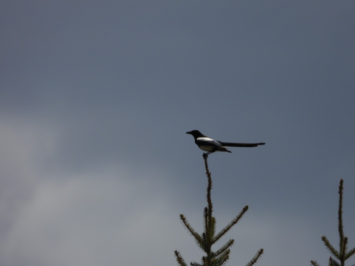 Black-billed Magpie - ML619414407