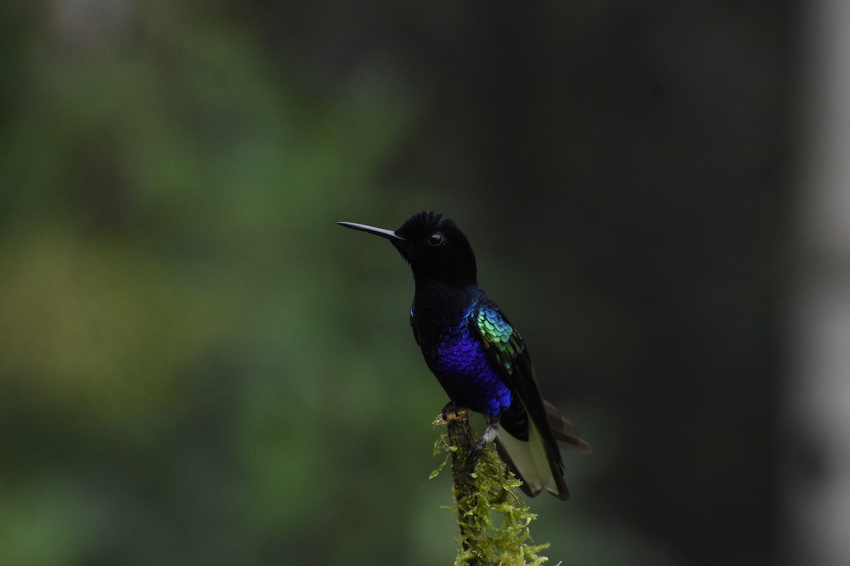 Colibrí Sietecolores - ML619414413