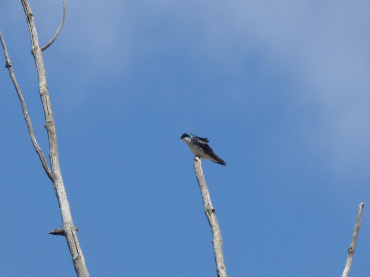 Tree Swallow - ML619414416