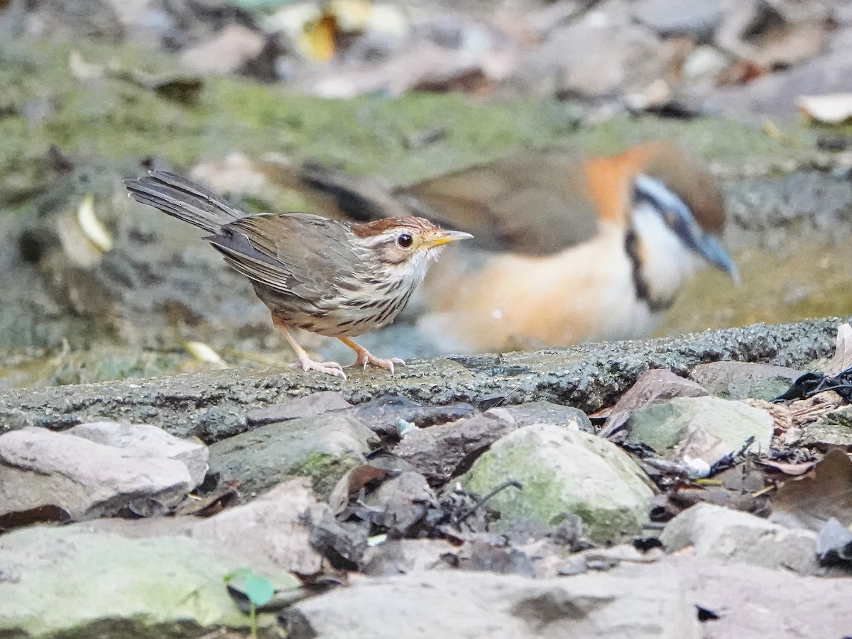 Puff-throated Babbler - Brian Daniels