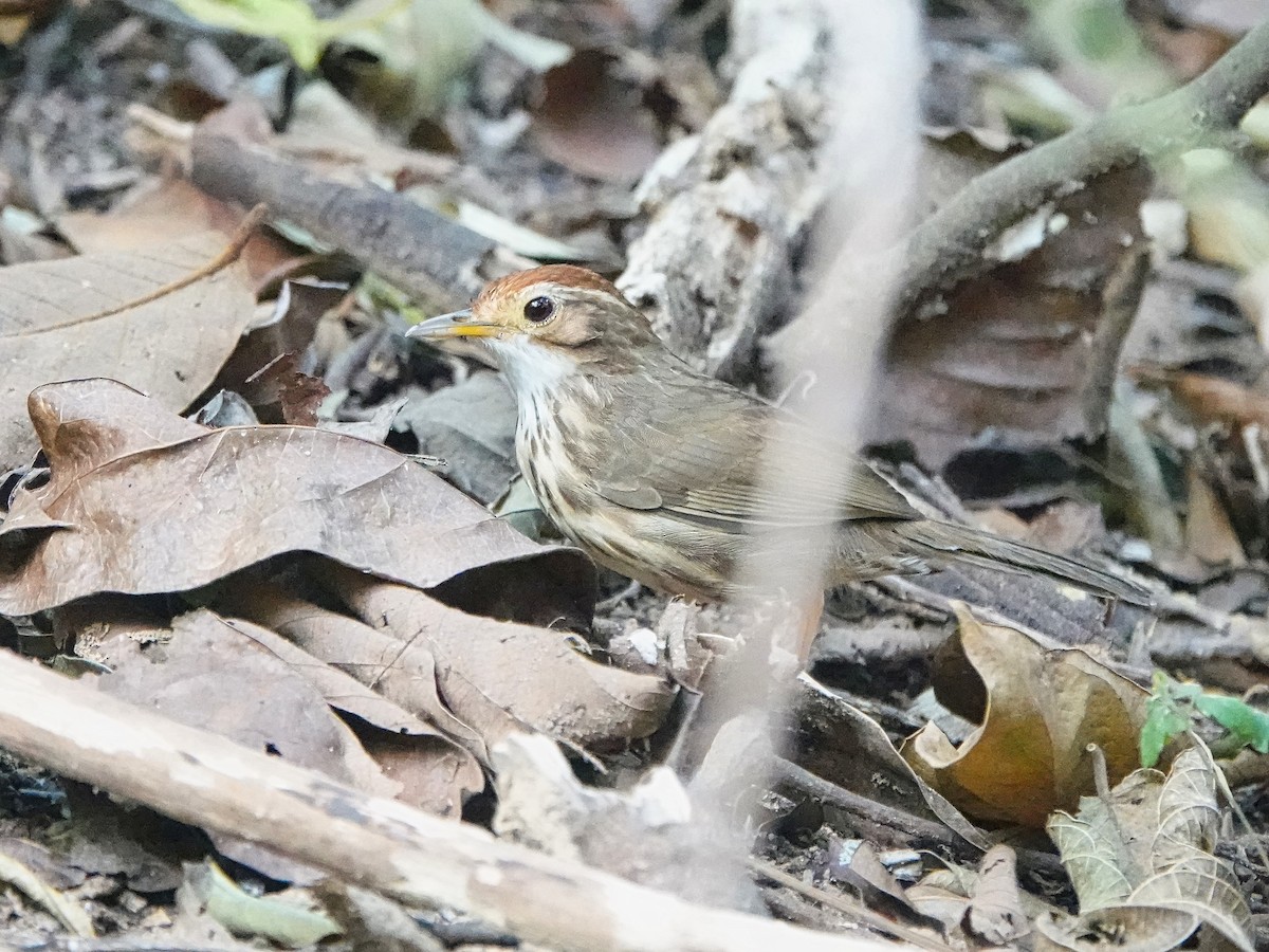 Puff-throated Babbler - Brian Daniels