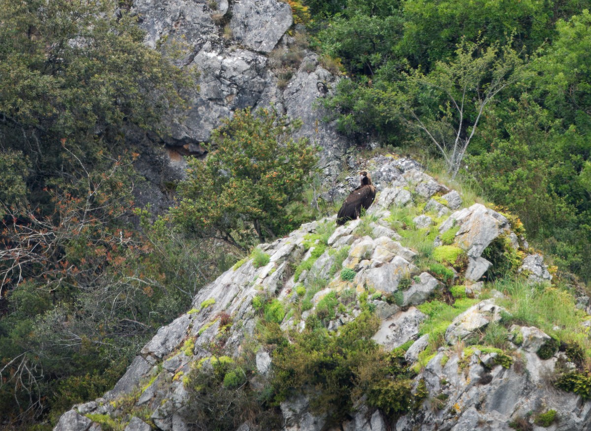 Cinereous Vulture - Alejandro López