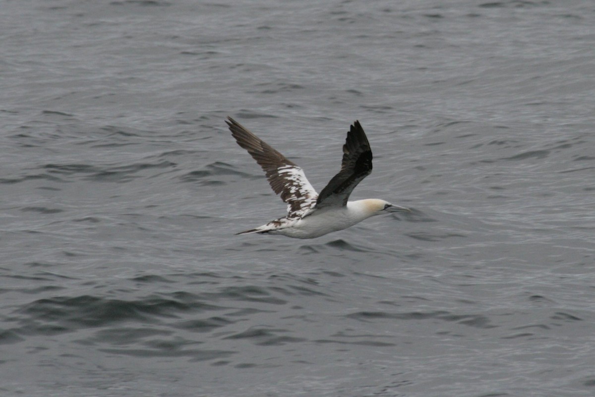 Northern Gannet - ML619414451