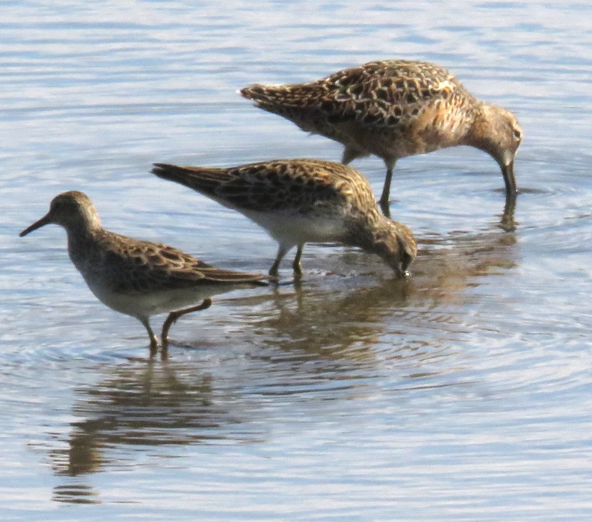 Graubrust-Strandläufer - ML619414460