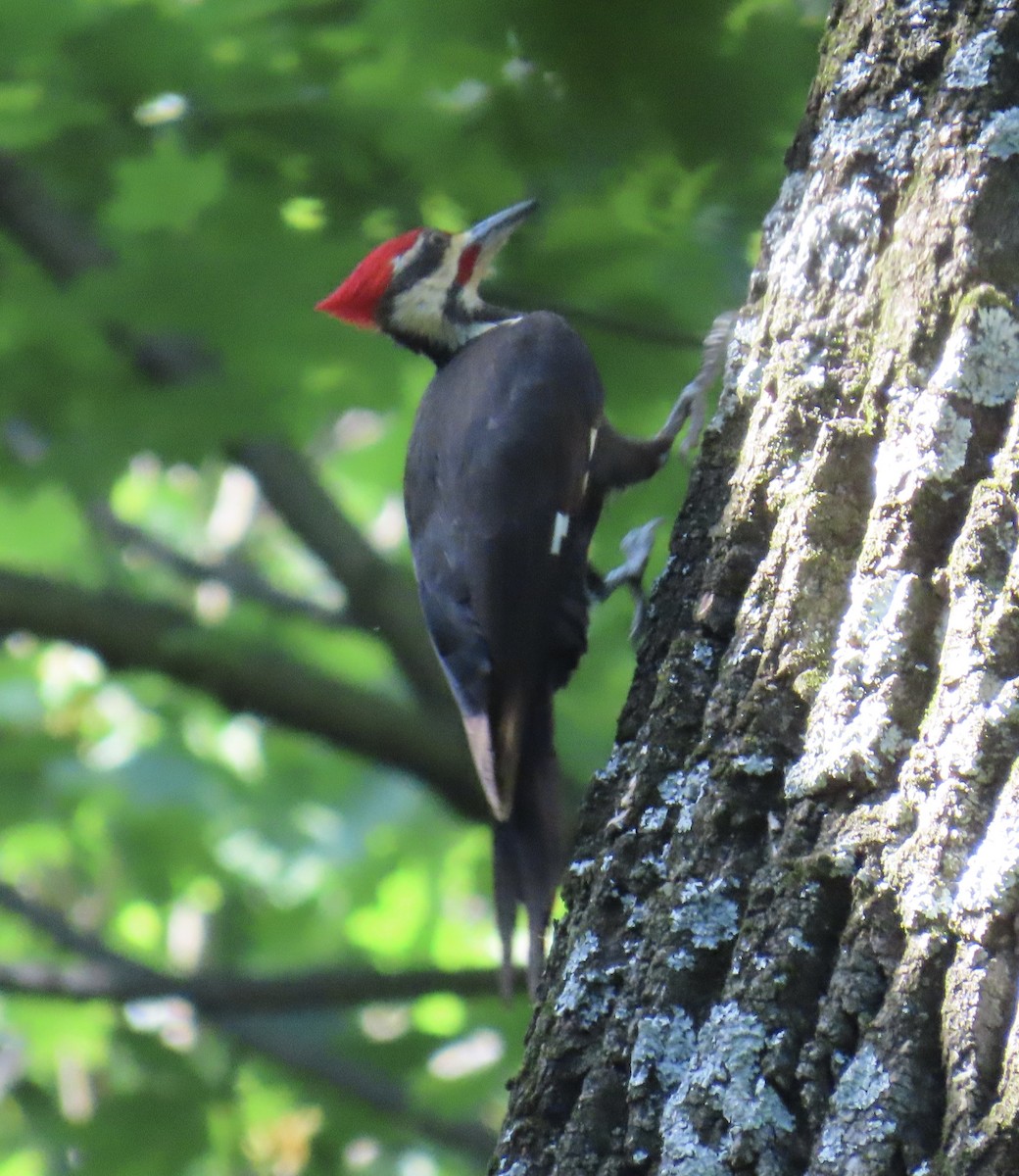 Pileated Woodpecker - Katherine Wychulis