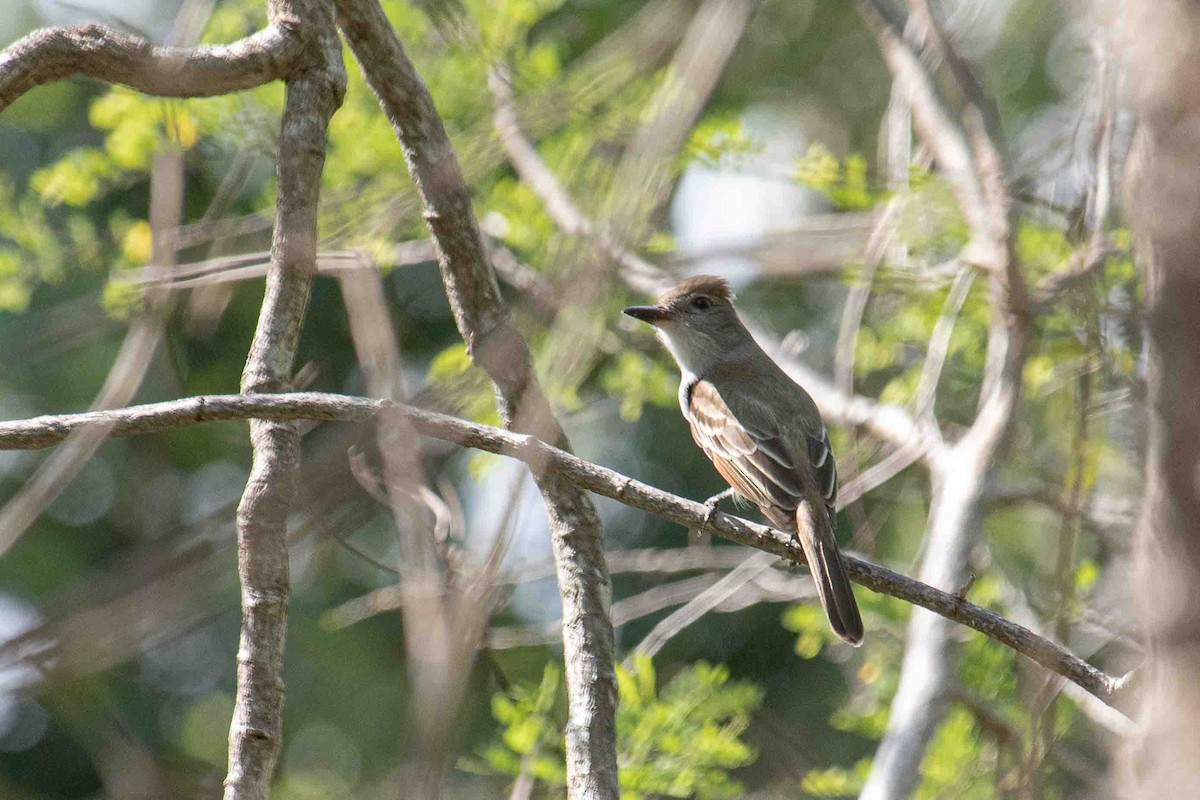 Brown-crested Flycatcher - Oscar Amaro