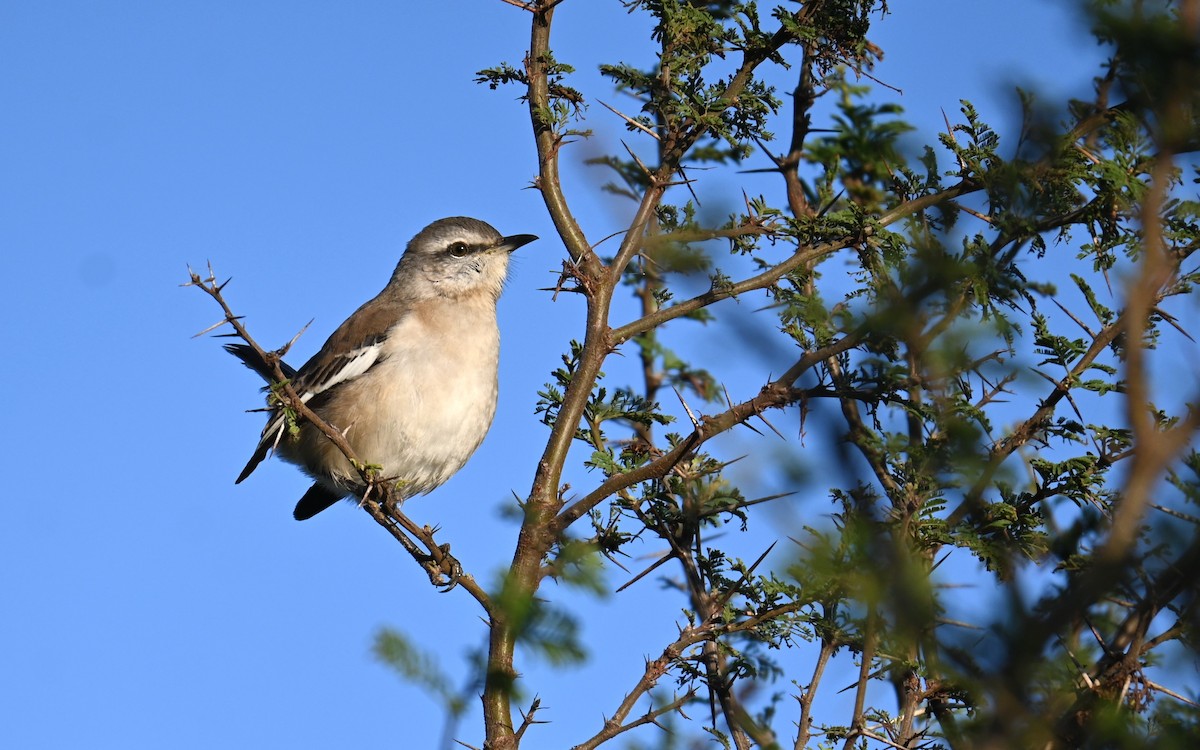 White-banded Mockingbird - Analía Benavídez