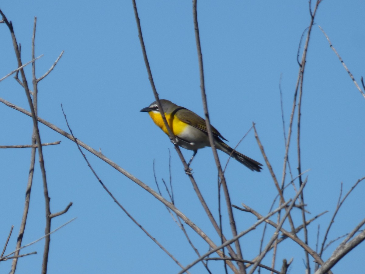 Yellow-breasted Chat - ML619414473