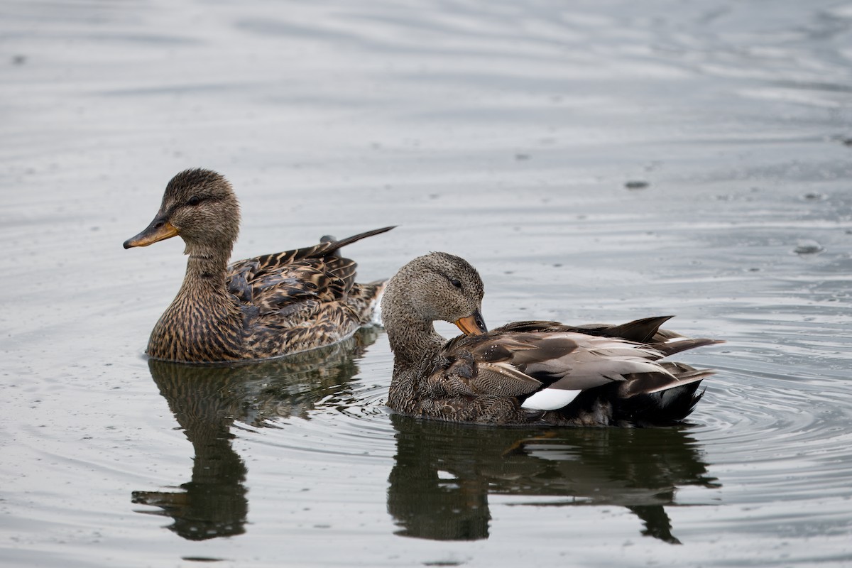 Gadwall - Alejandro López