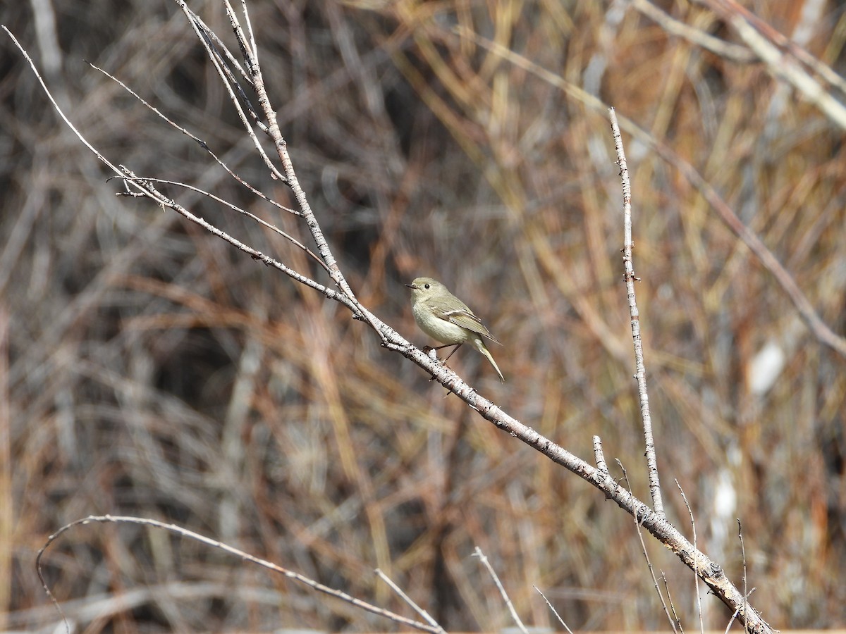 Ruby-crowned Kinglet - ML619414493