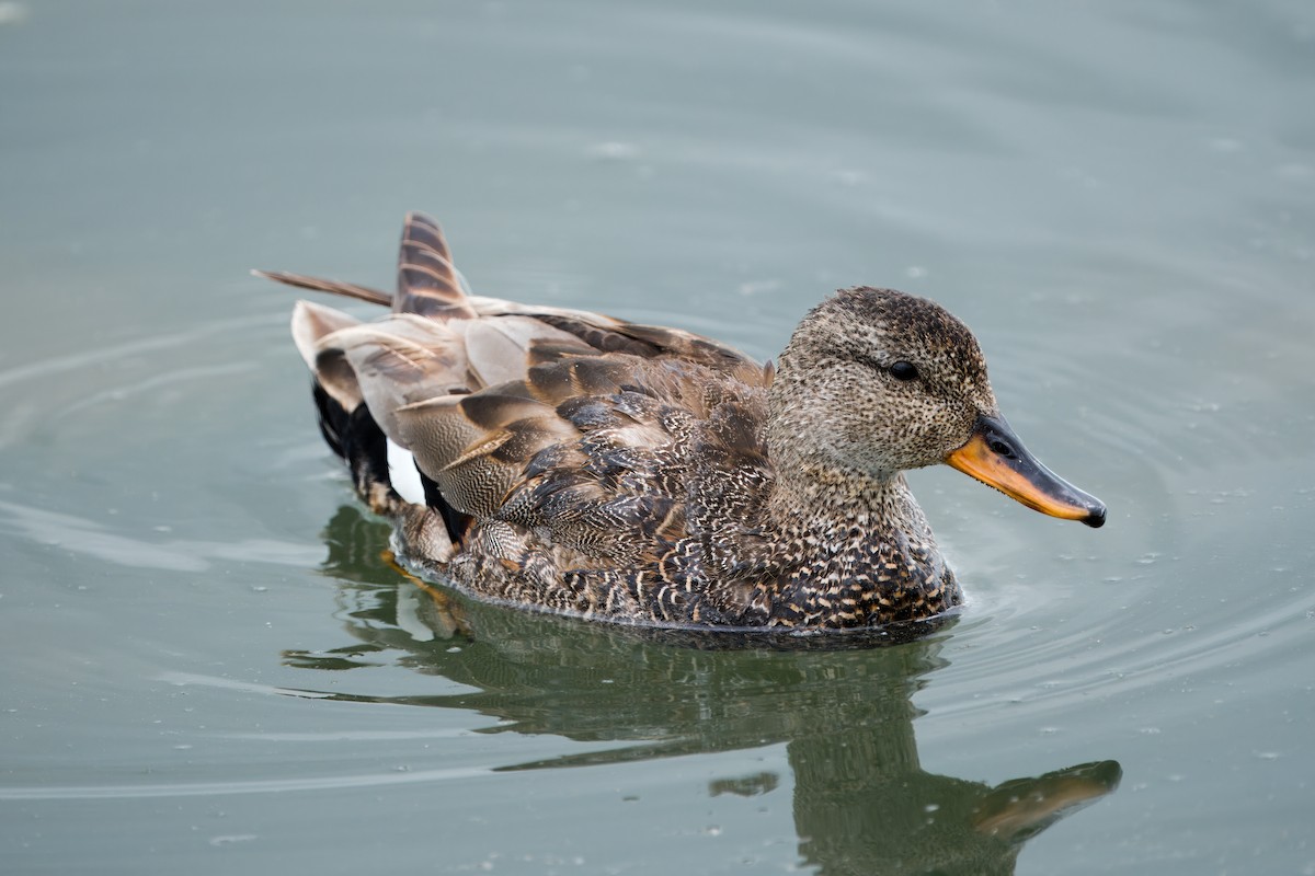 Gadwall - Alejandro López