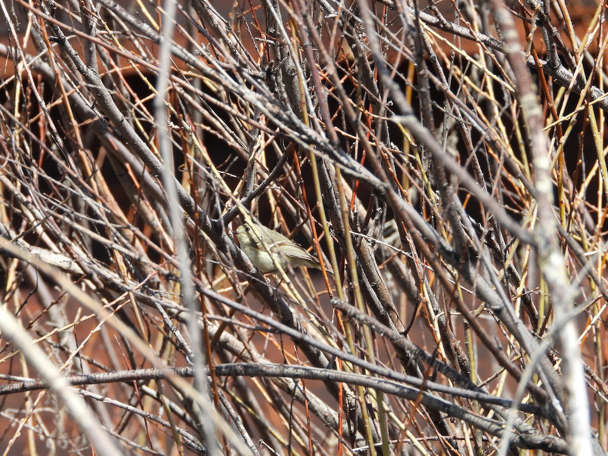 Ruby-crowned Kinglet - ML619414495