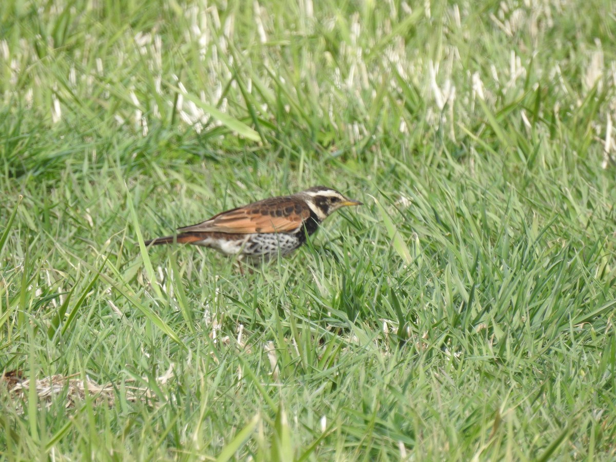 Dusky Thrush - Craig Jackson