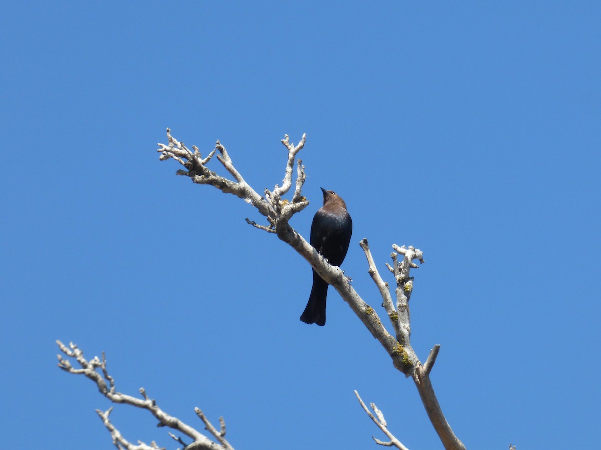 Brown-headed Cowbird - Liz Moy