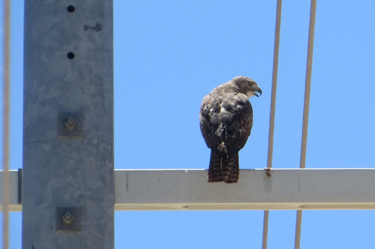 Swainson's Hawk - Alan Collier