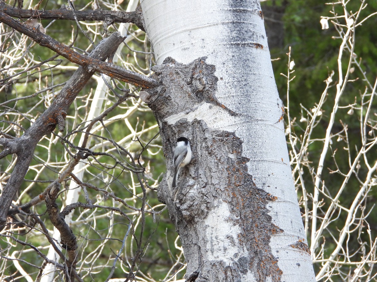 Black-capped Chickadee - ML619414545