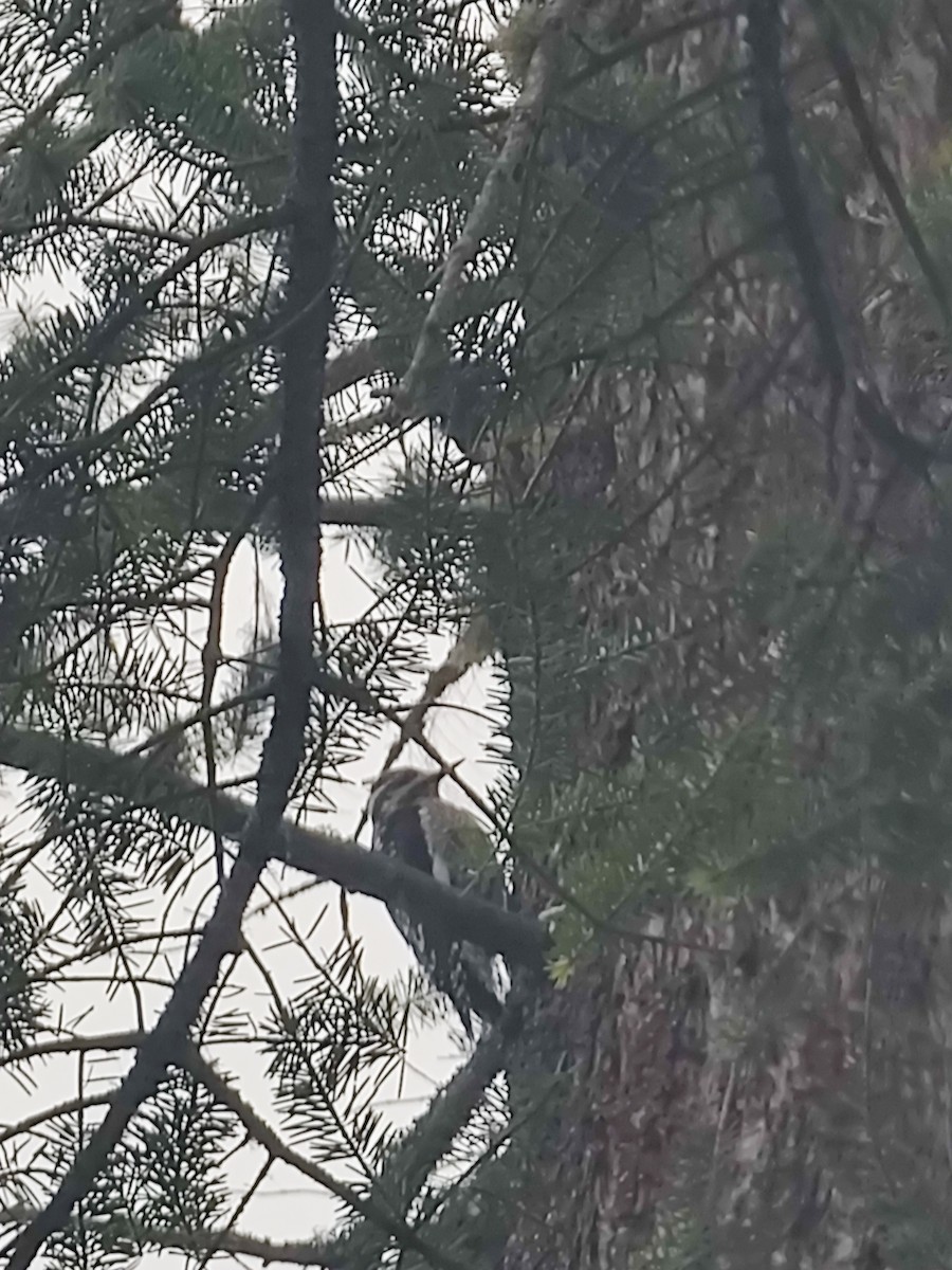 Red-naped Sapsucker - Angela Hansen