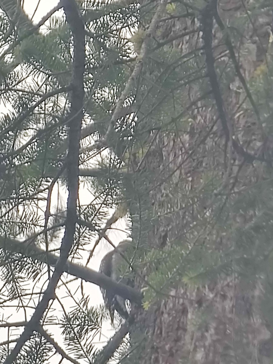 Red-naped Sapsucker - Angela Hansen