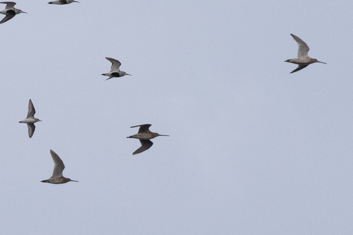 Short-billed Dowitcher - David Brown