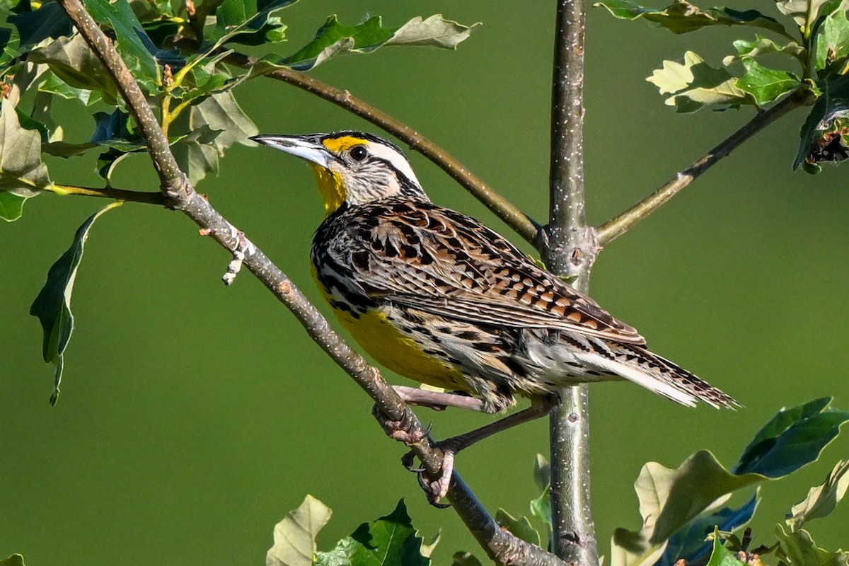 Eastern Meadowlark - Nadine Bluemel