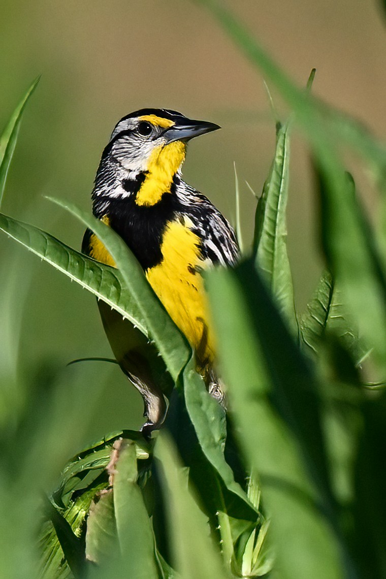 Eastern Meadowlark - Nadine Bluemel