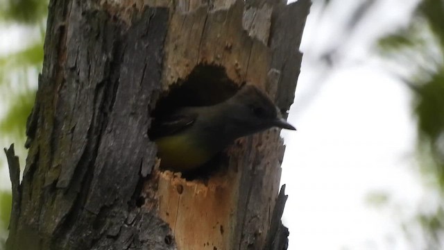 Great Crested Flycatcher - ML619414677