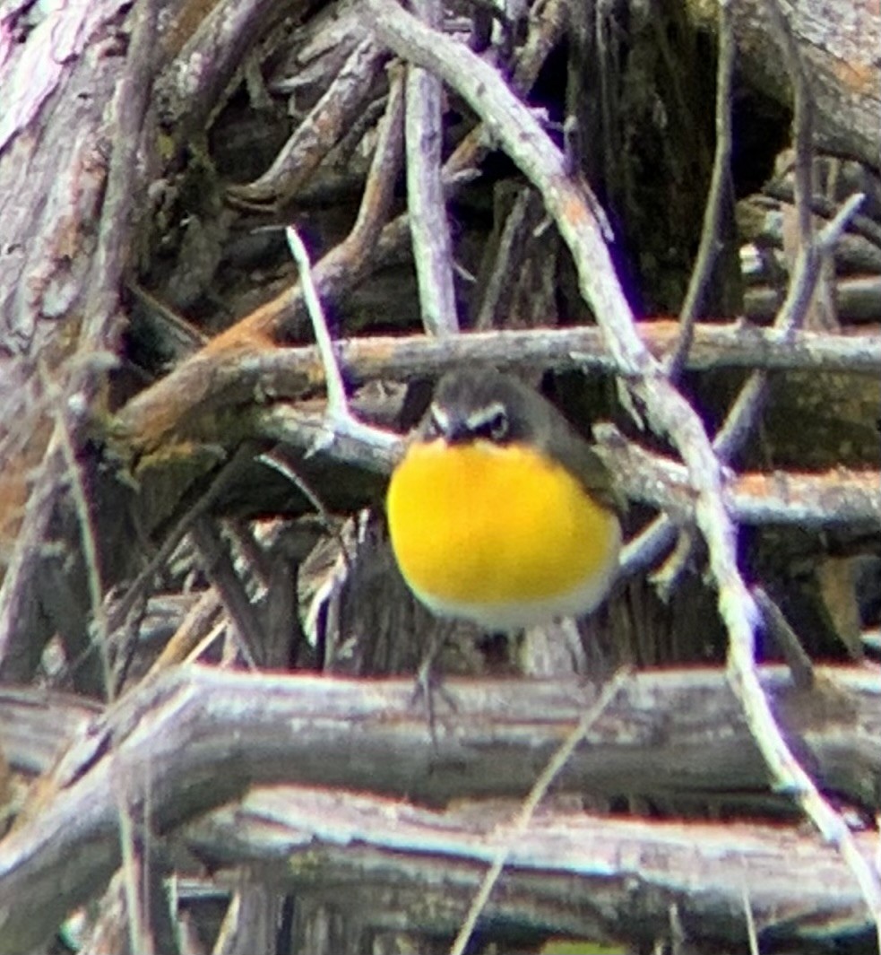 Yellow-breasted Chat - ML619414679