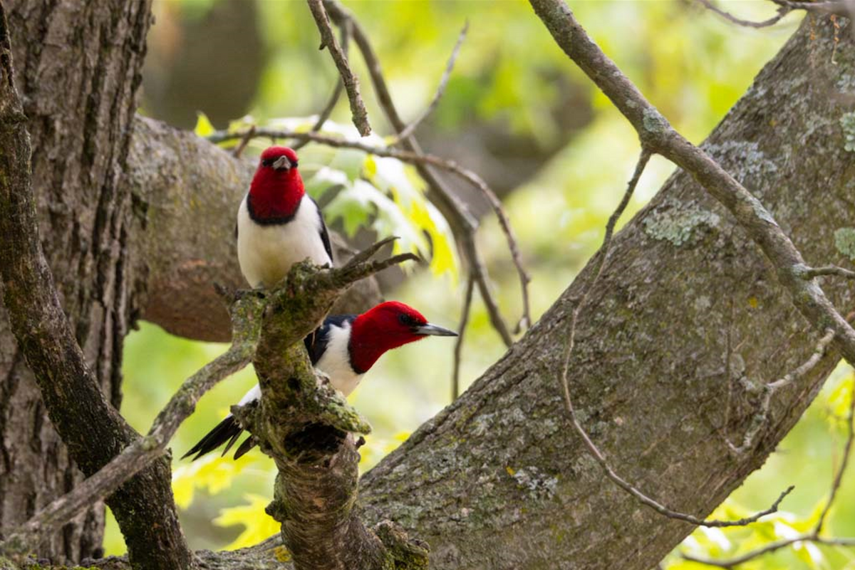 Red-headed Woodpecker - Charlotte Pavelka & Doug Reitz