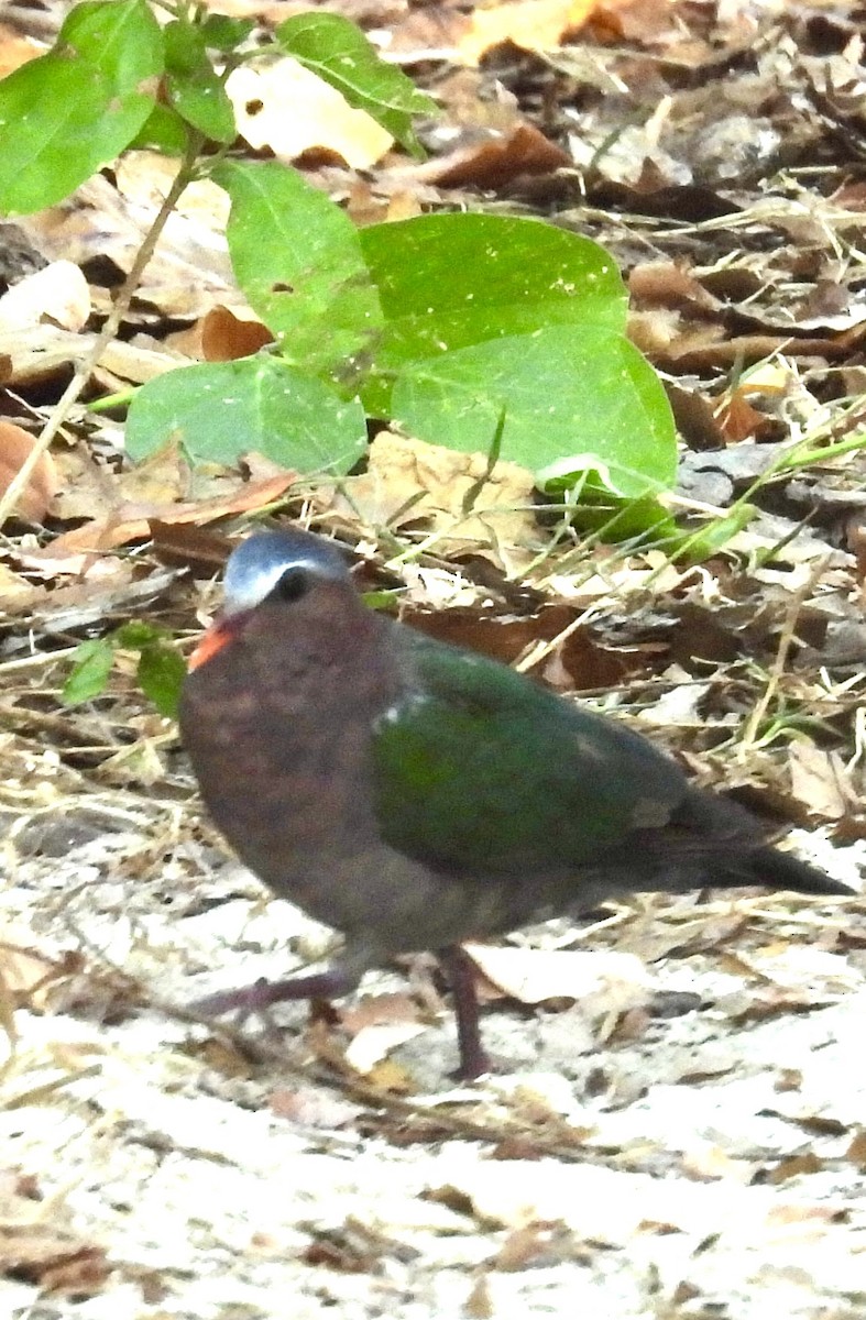 Asian Emerald Dove - Vickie Wick