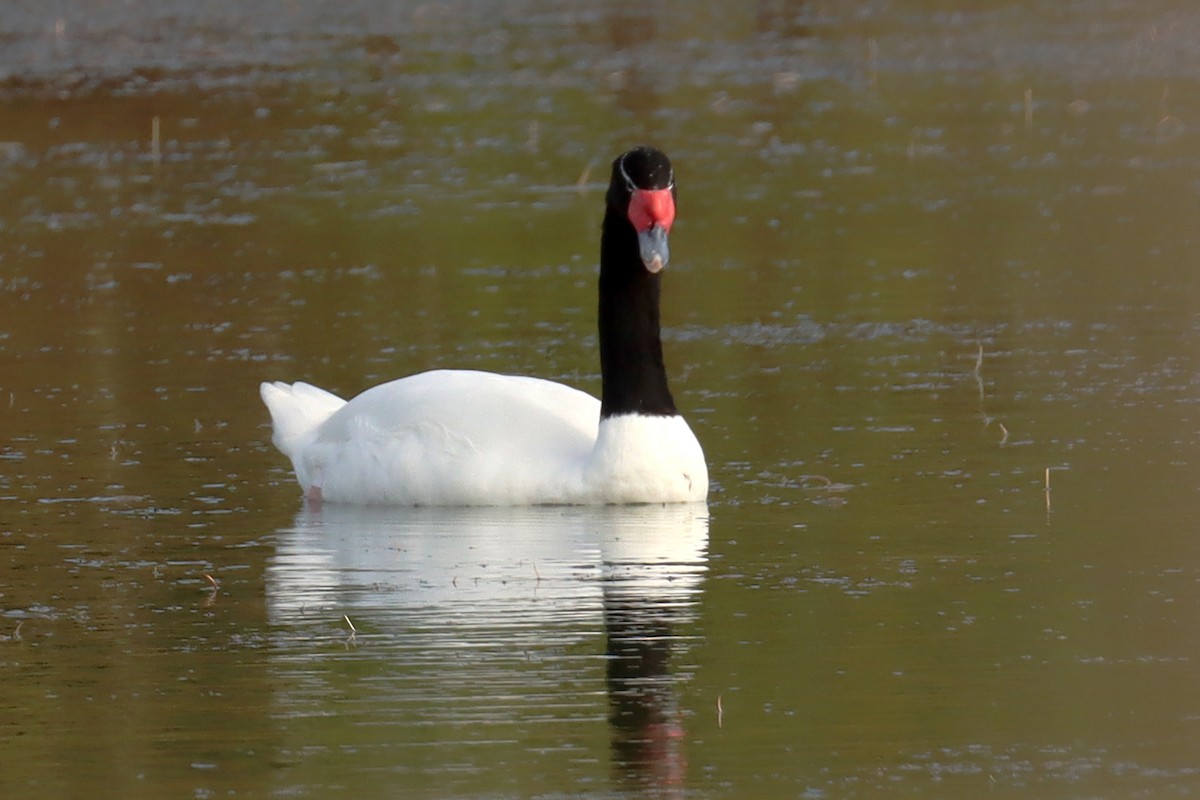 Black-necked Swan - Miguel Angel Bean