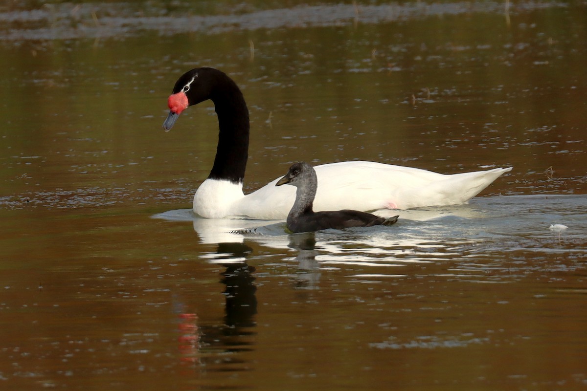 Black-necked Swan - Miguel Angel Bean