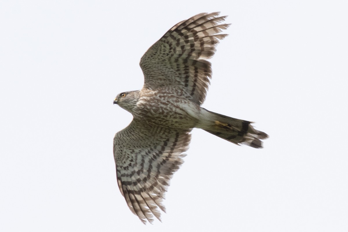 Sharp-shinned Hawk - David Brown