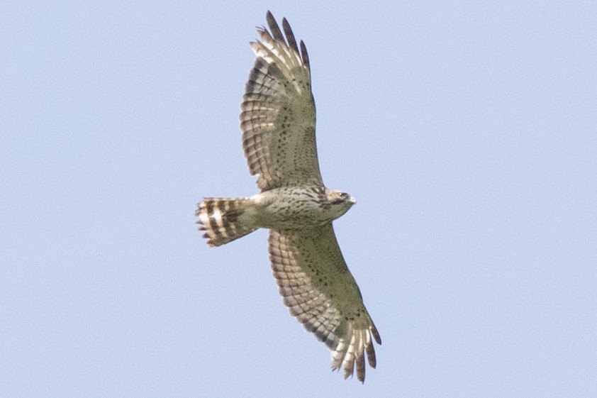 Broad-winged Hawk - David Brown