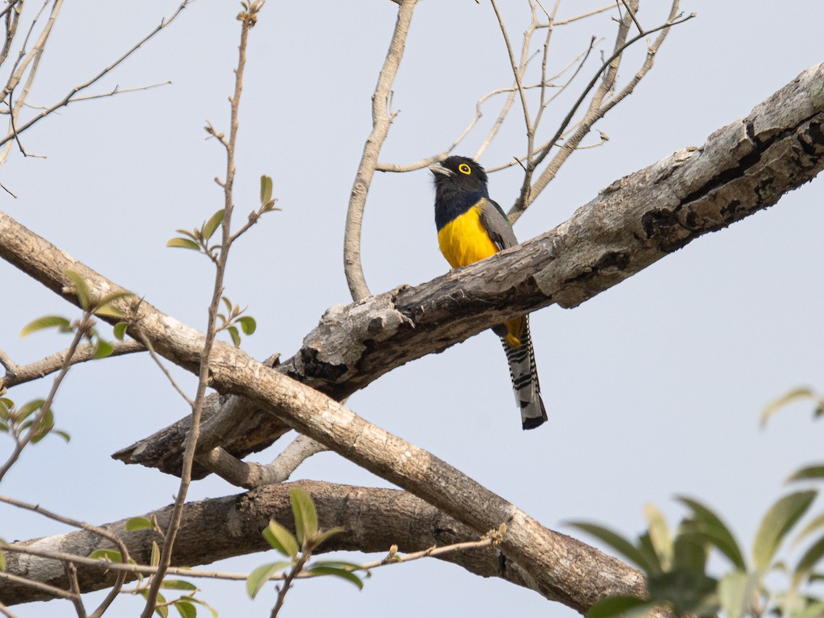 Gartered Trogon - ML619414753