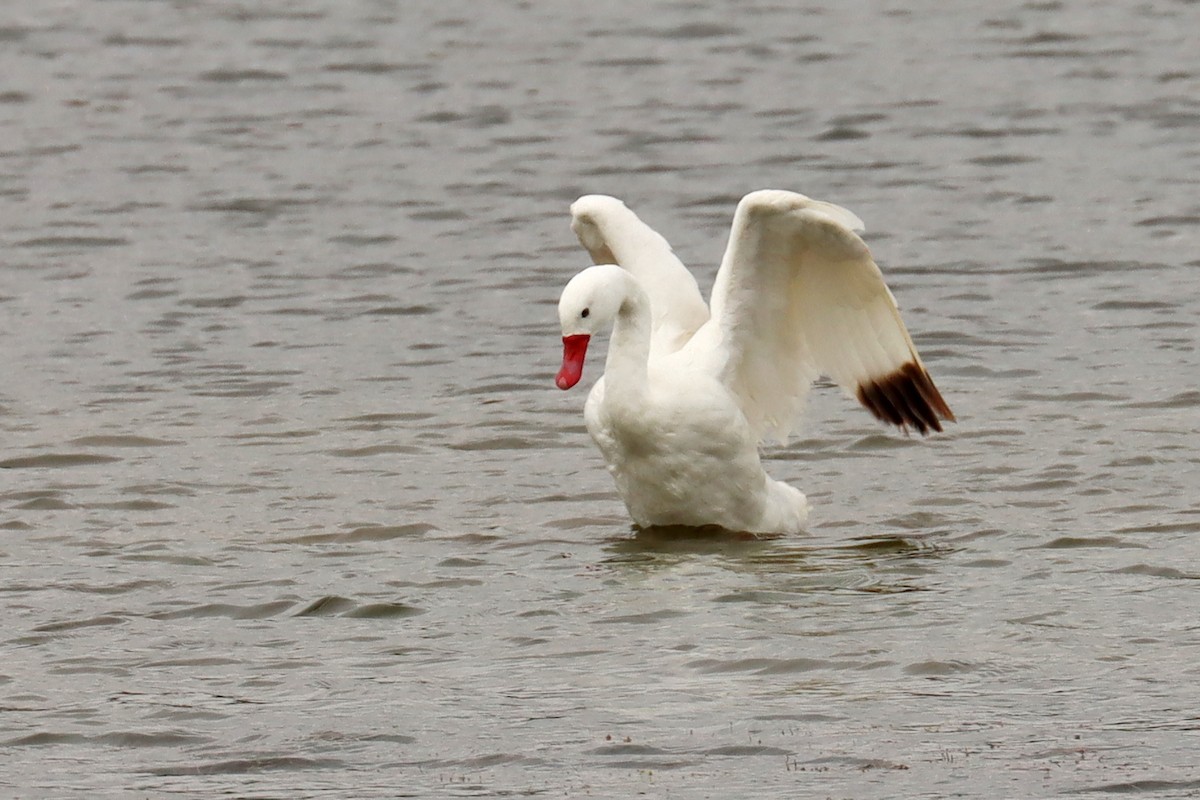 Coscoroba Swan - Miguel Angel Bean