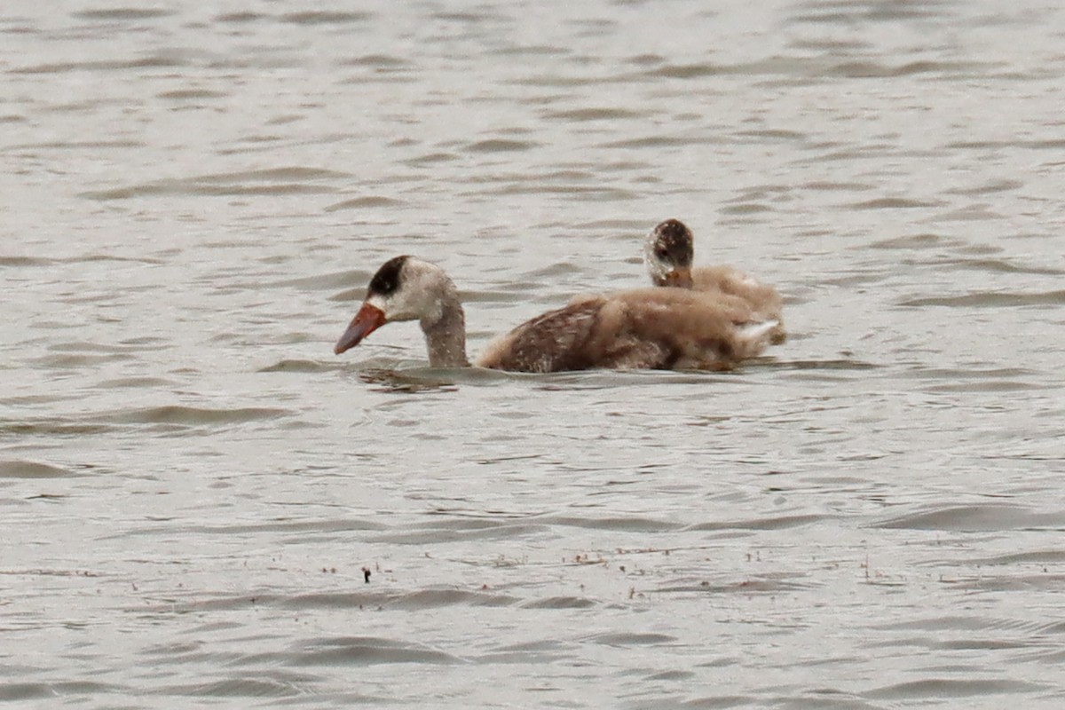 Coscoroba Swan - Miguel Angel Bean