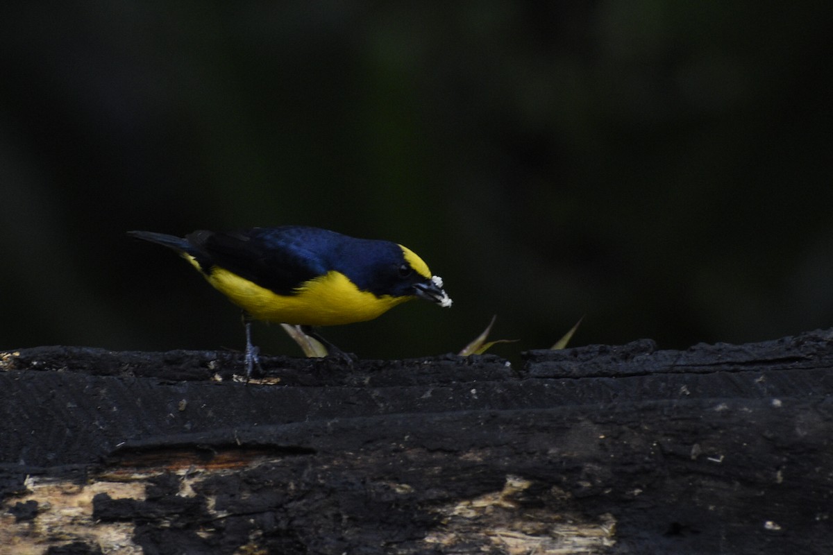 Thick-billed Euphonia - Eli Anderson