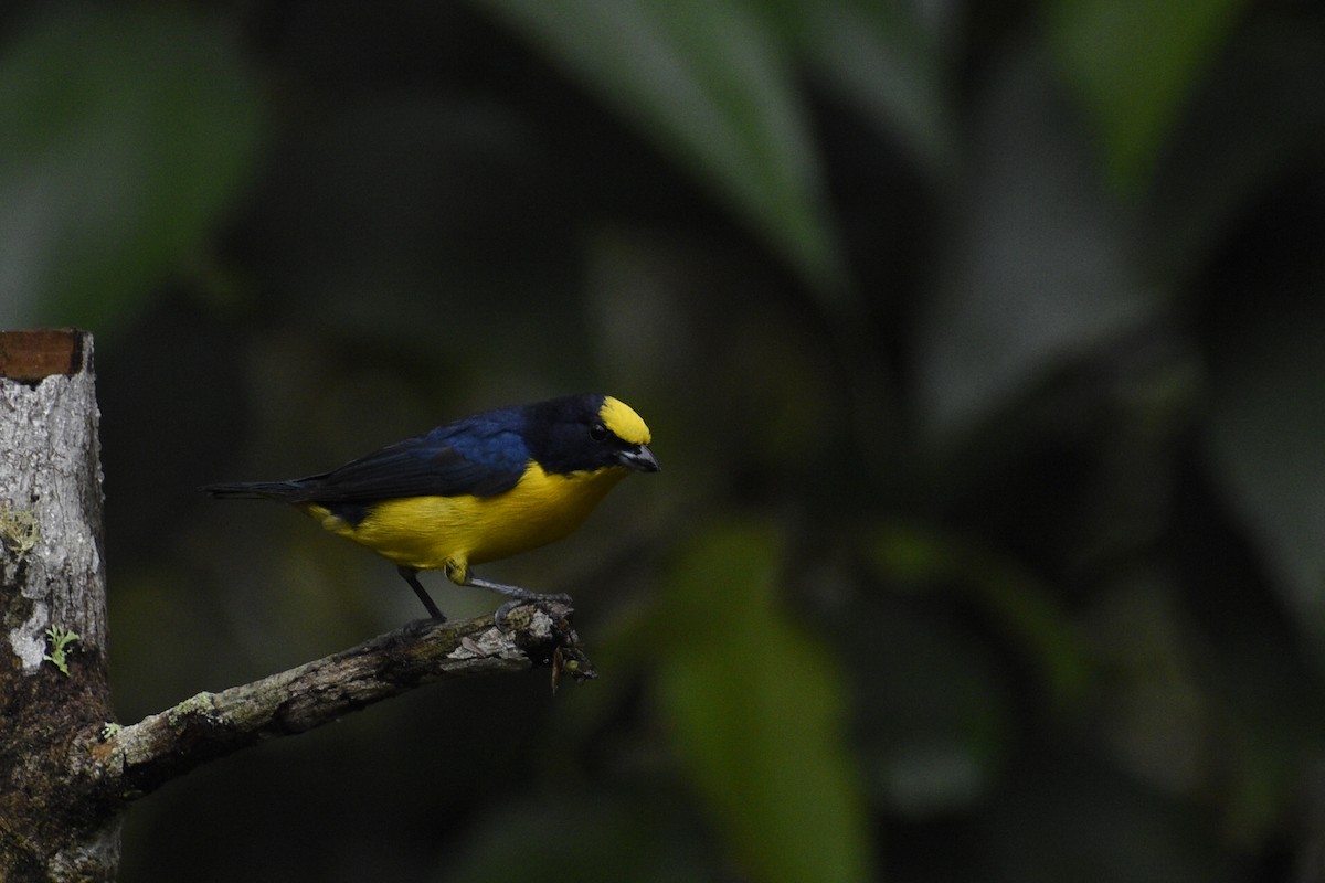 Thick-billed Euphonia - Eli Anderson