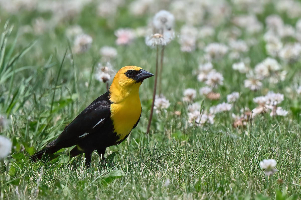 Yellow-headed Blackbird - Nadine Bluemel