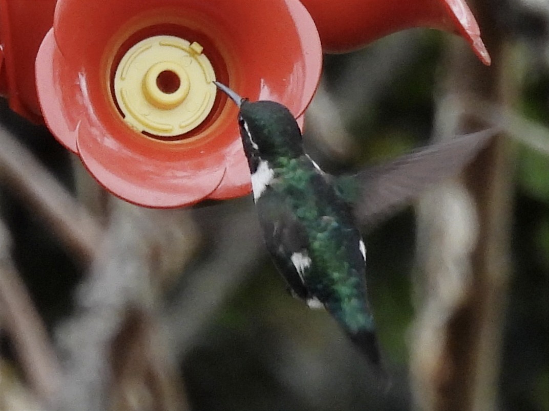 White-bellied Woodstar - Jhon Carlos Andres Rivera Higuera