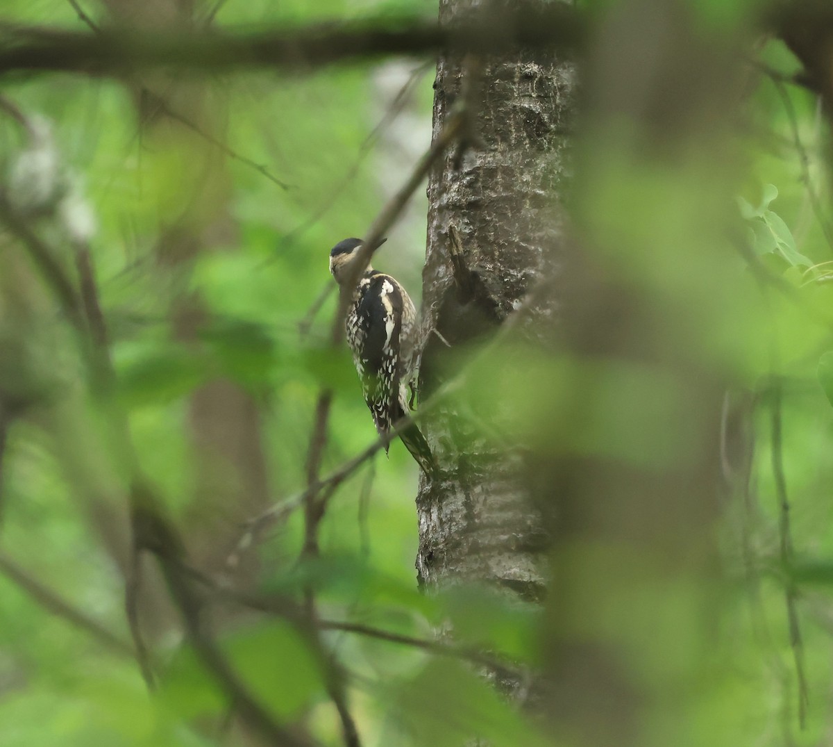 Yellow-bellied Sapsucker - Marie Provost