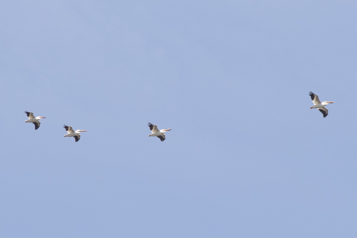 American White Pelican - David Brown