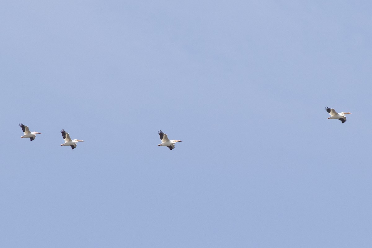 American White Pelican - David Brown